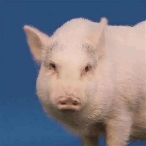 Dancing pigs gif - All the GIFs. Find GIFs with the latest and newest hashtags! Search, discover and share your favorite Dancing-pig GIFs. The best GIFs are on GIPHY.